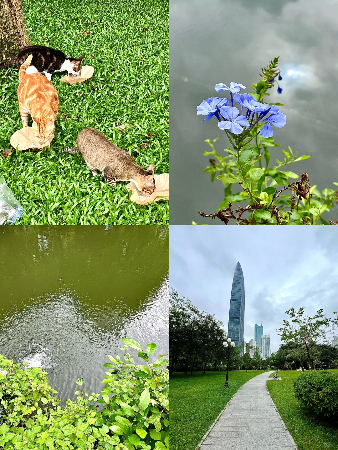 公园里可爱的猫咪🐱