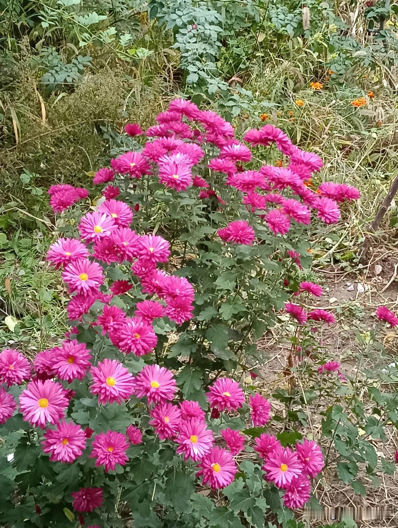 簇簇菊花开