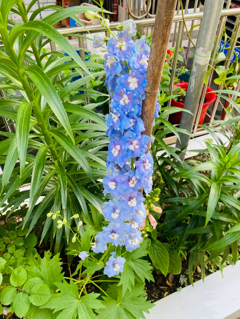 生活手记记录真实生活摄影摄影摄影 宛如群燕振翅，掠过暮春的微岚，大花飞燕草以惊艳