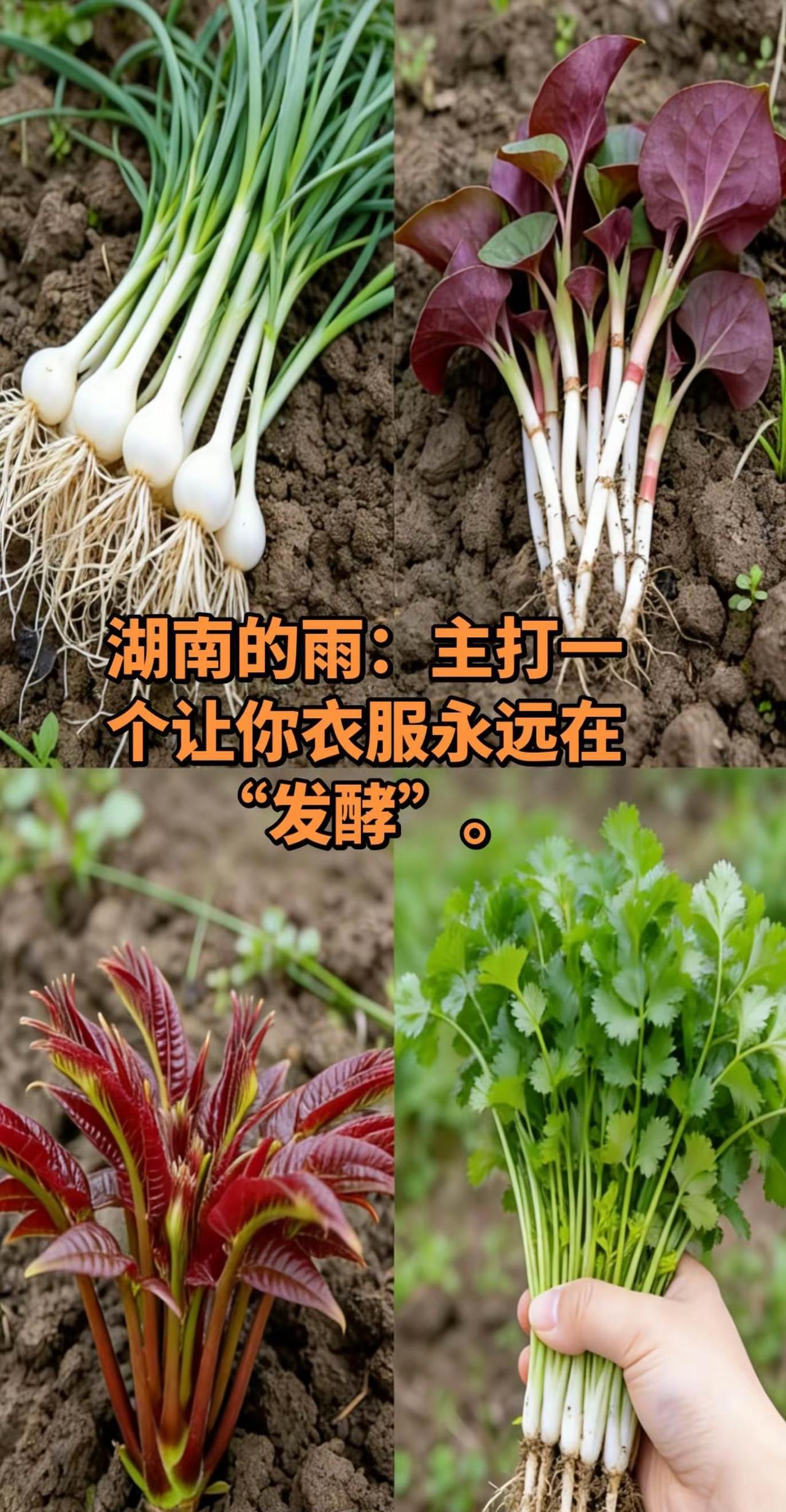 湖南的春季被雨水包了季度。雨不停，衣不干，连空气都带着一股闷臭味。