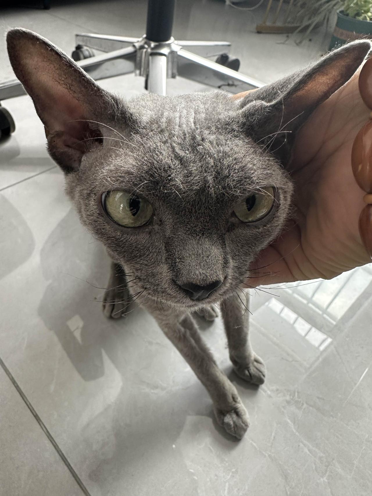 我看来是吸猫体质，走哪小猫就来，房间门一开就进来一个德文猫。隔壁宿舍的，从窗户跑