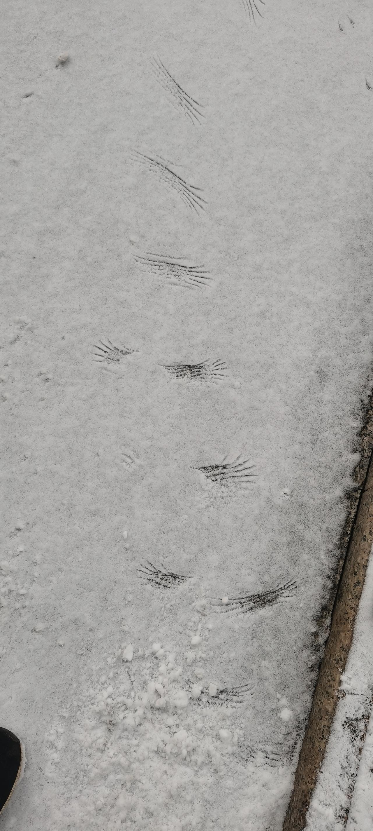 昨晚下雪了，地上铺了一层薄薄的白雪。早晨到院子里一看，发现地上有这样两种“脚印儿