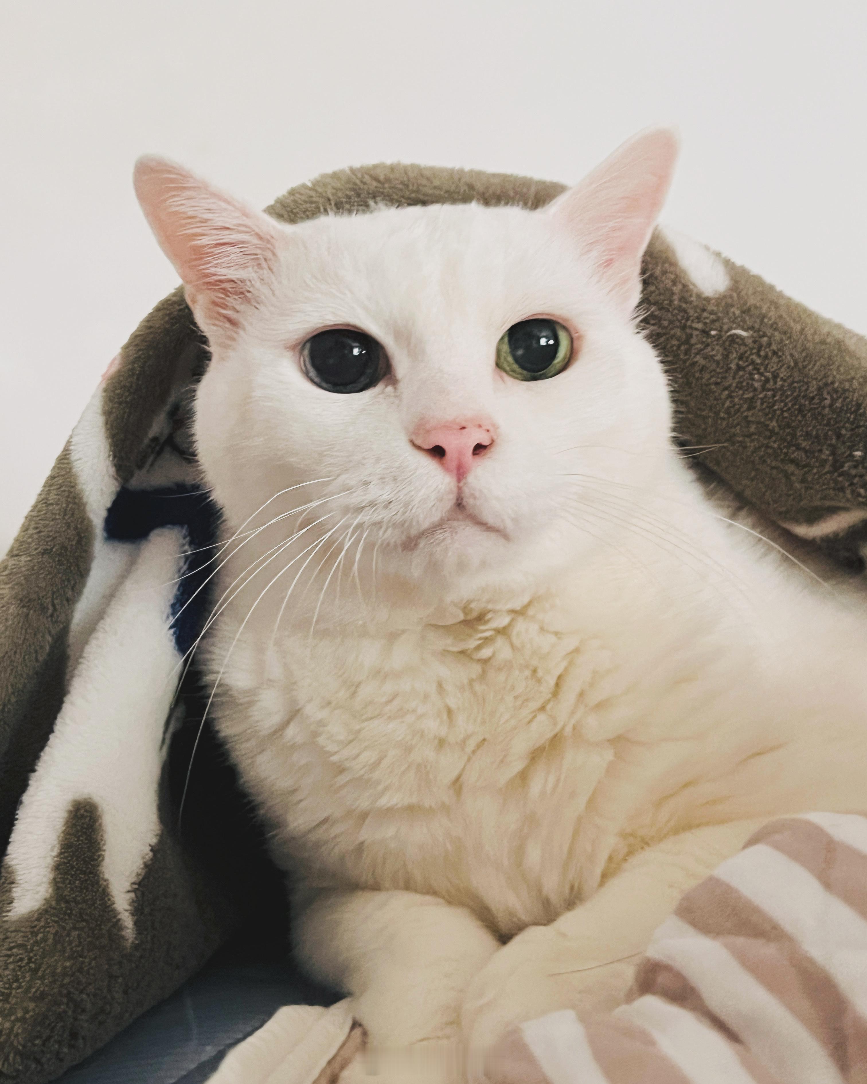 一下子來到了30多度又熱又濕的天氣～空調配毯毯絕配還有老寶好帥🫶 ​​​