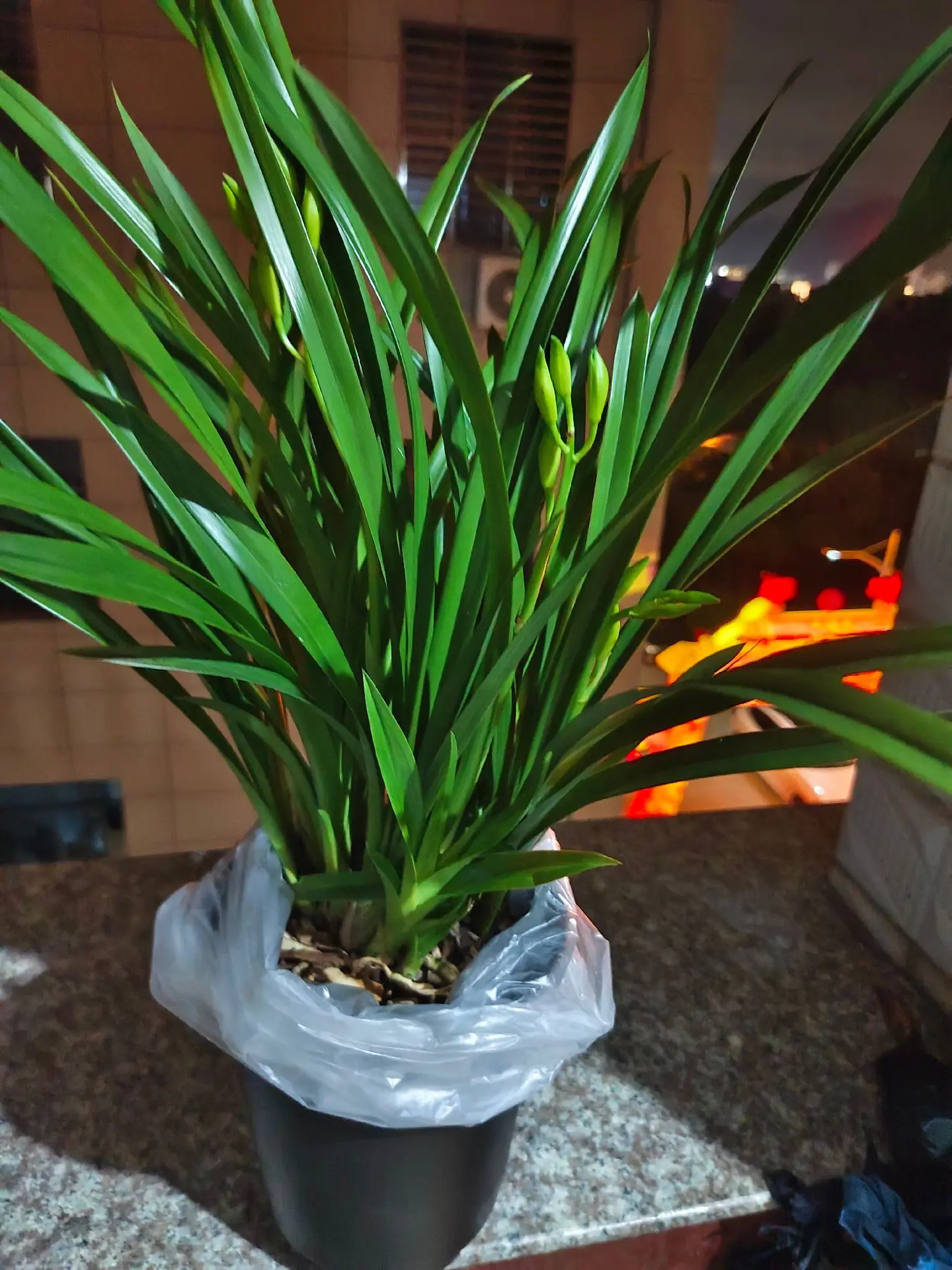 强烈推荐，兰花很漂亮，非常满意，喜欢的放心购买