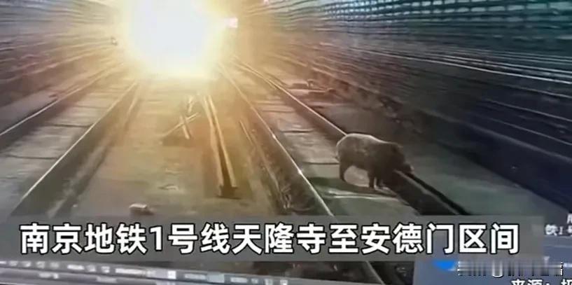 曝南京地铁1号线天隆寺至安德门区间出现野猪事件，野猪的出现造成了地铁路线不同程度