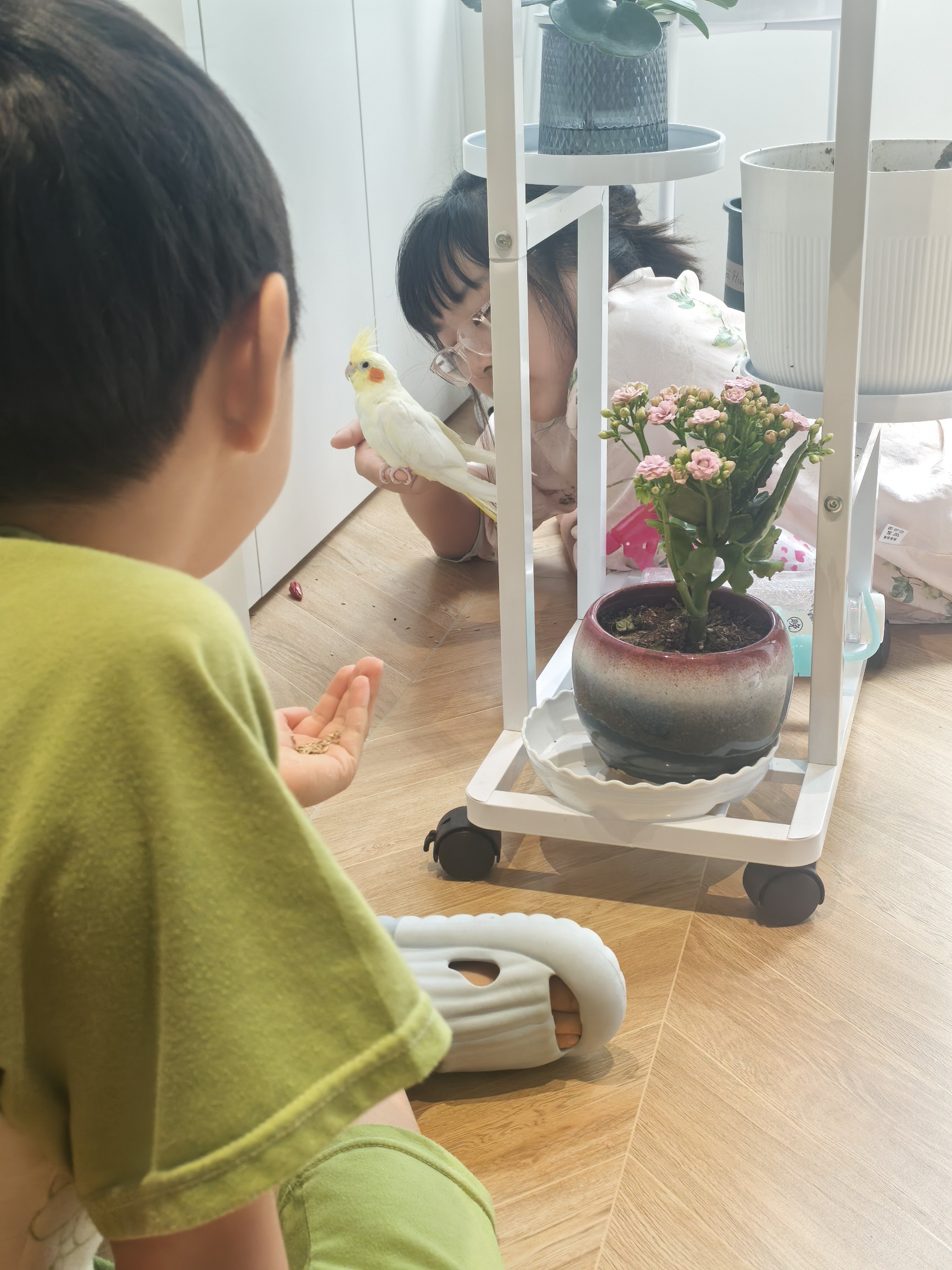 喜报！进家门快两周了吧~~终于有了新的进展！小鸡自己终于发现，笼子门原来一直是打