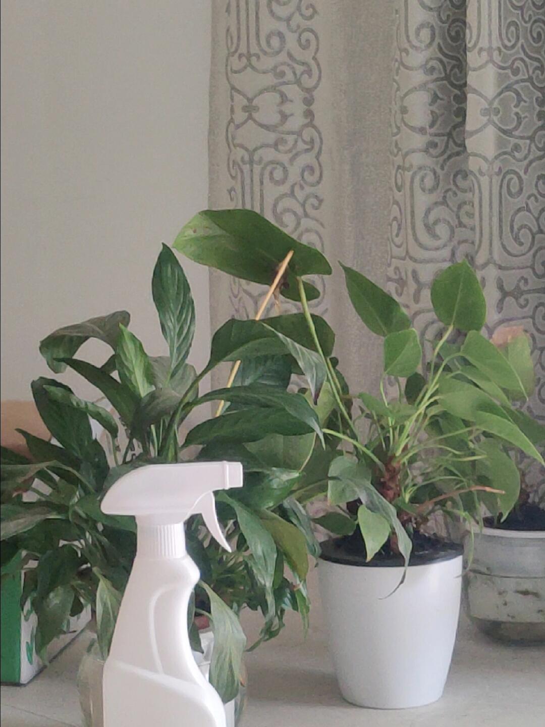 夏天的饮水机叶子🍃