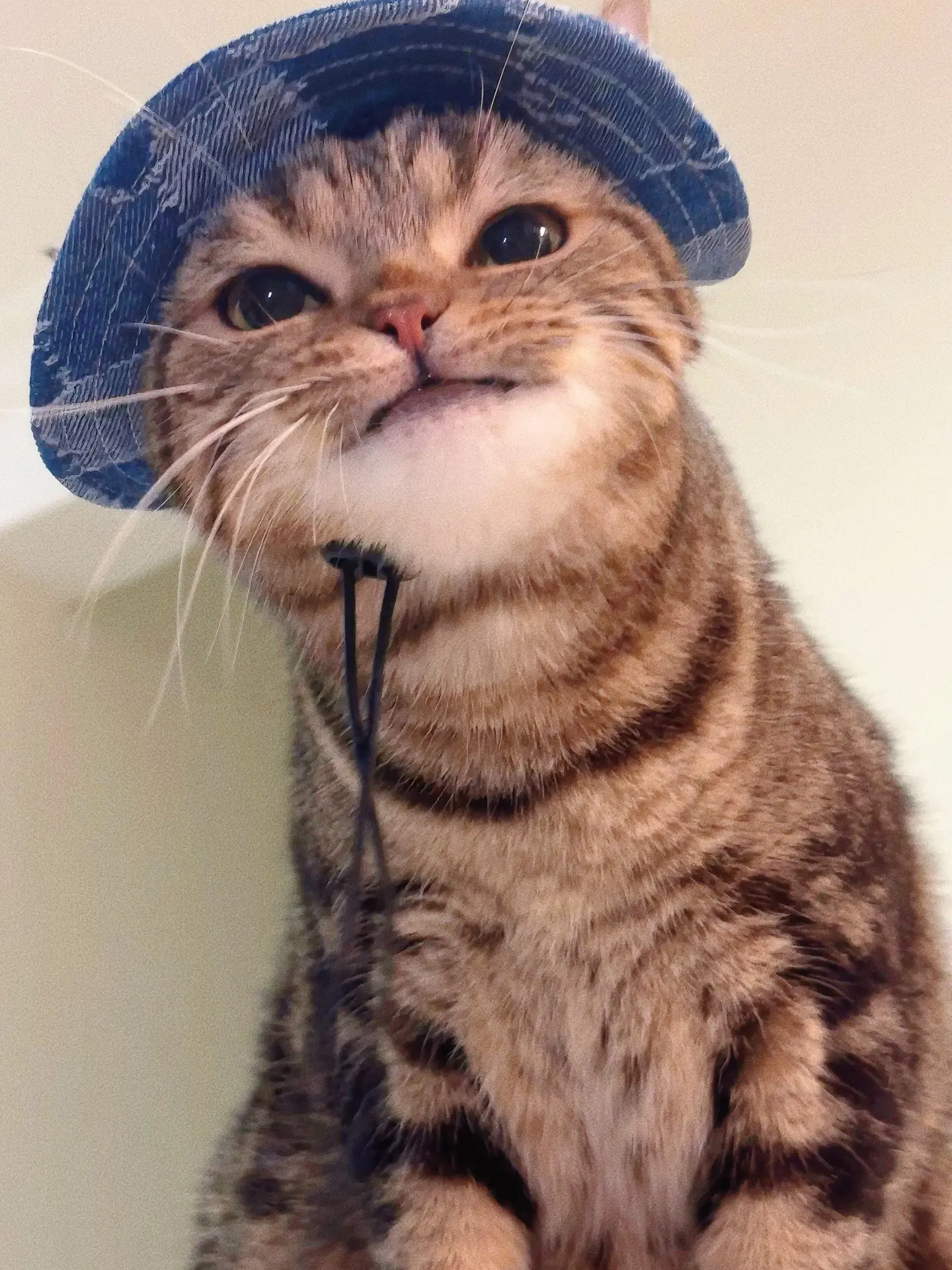 呢嚎！我是一只小猫！今天带了一个帽子！