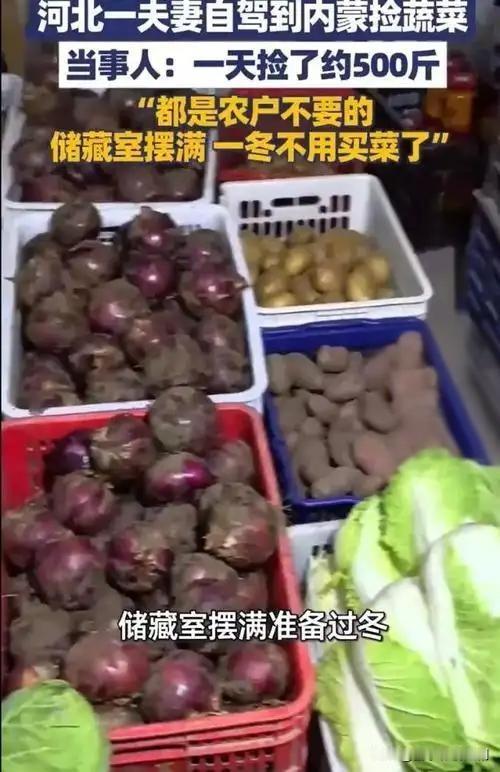 菜贱伤农与爱心“捡菜”的碰撞

今年菜价低得离谱，不少菜农无奈叹息：“卖了都不够
