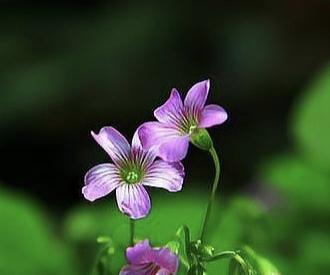 人生三少，心自安宁
 
心里没有过分贪求
欲望少了，烦恼自然淡了
不必为未得到的