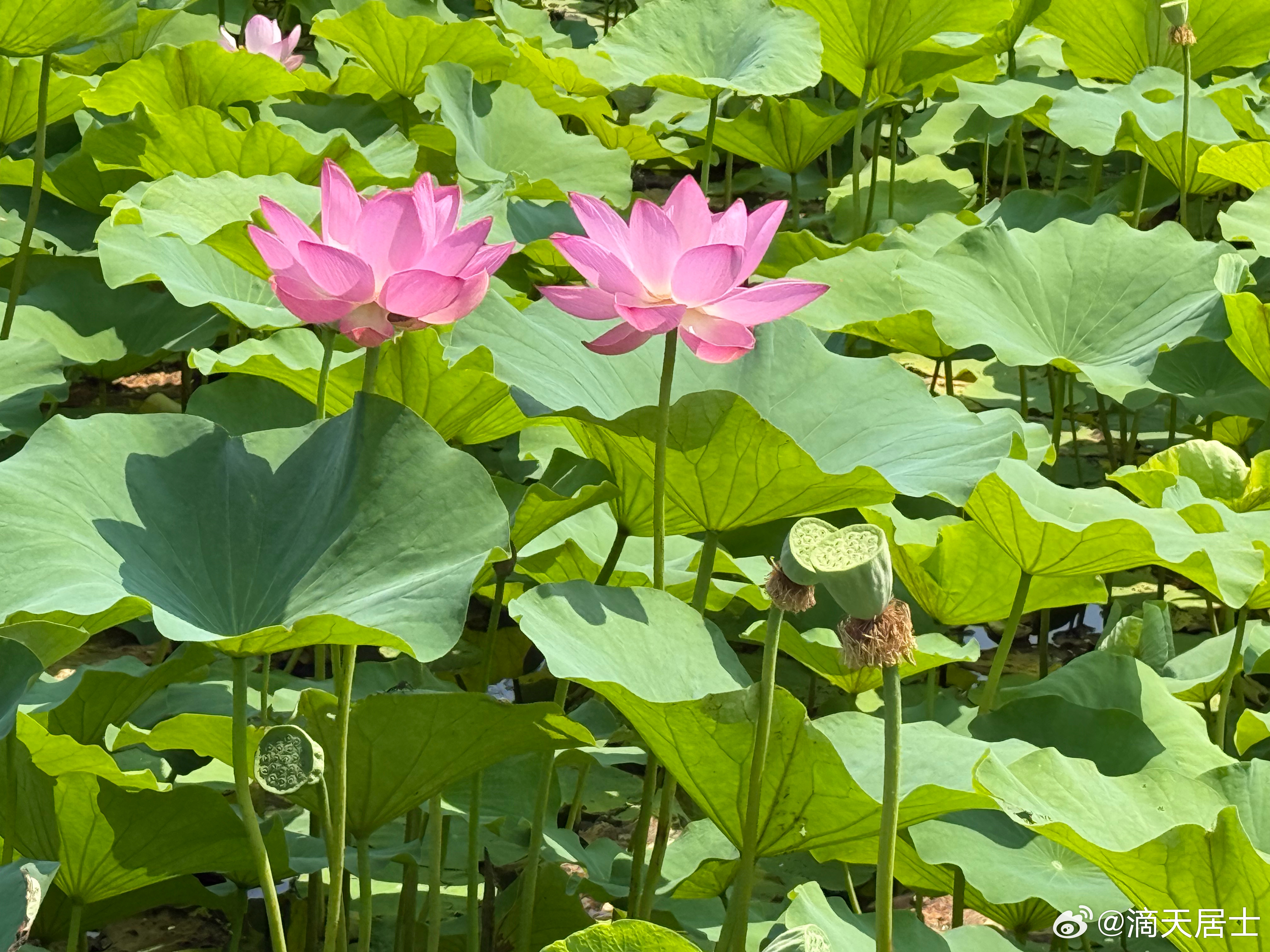 十天干人际心法:丁火适合倾听，适合陪伴。丁火会记得陪伴过他的人，注重情谊，需要时