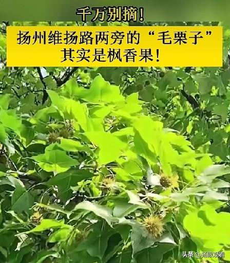 扬州人注意！维扬路路边“毛栗子”千万别摘来吃！🥺

路过扬州维扬路的朋友是不是