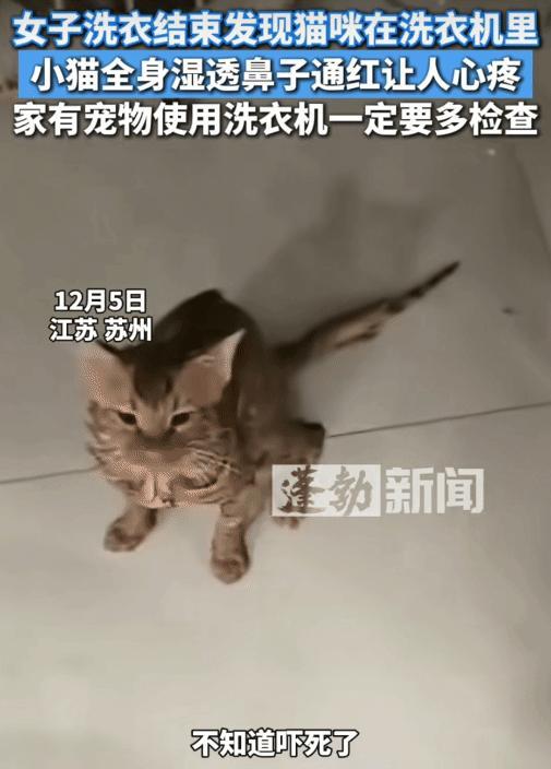 江苏苏州，女子用洗衣机洗衣服结束的时候，她突然发现猫咪在洗衣机里。她看猫咪全身湿