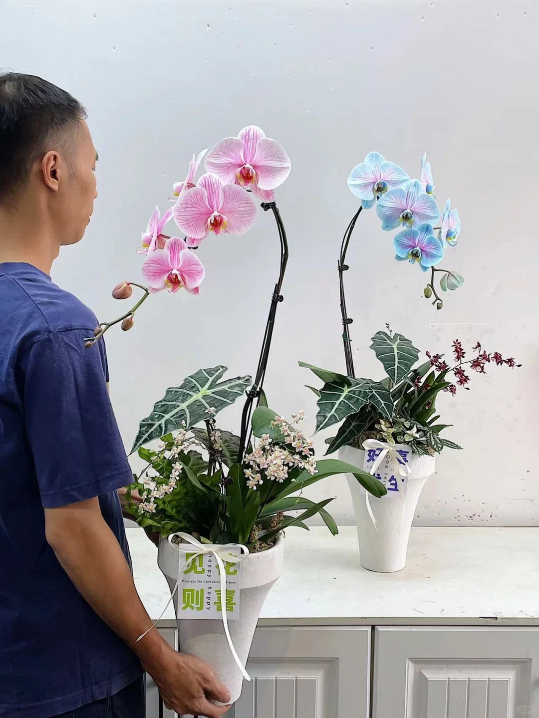 每日做一款与众不同的兰花No.308