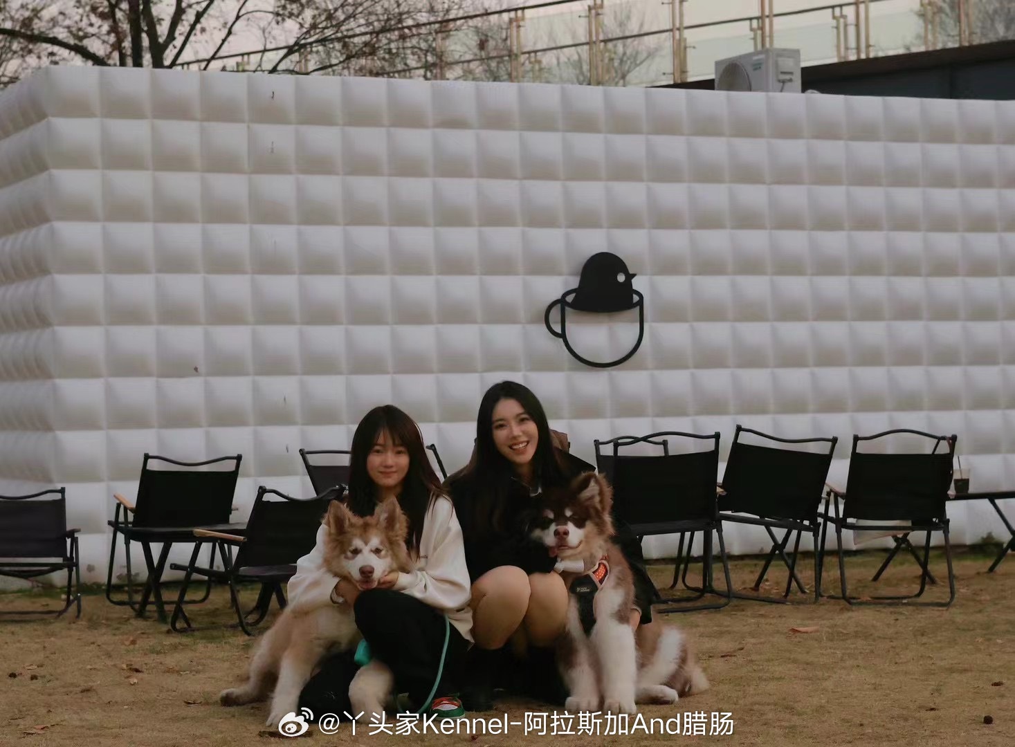 两只阿拉斯加就会有双倍快乐【客户回访】[羞嗒嗒]同胎兄弟新家都在上海 [太开心]