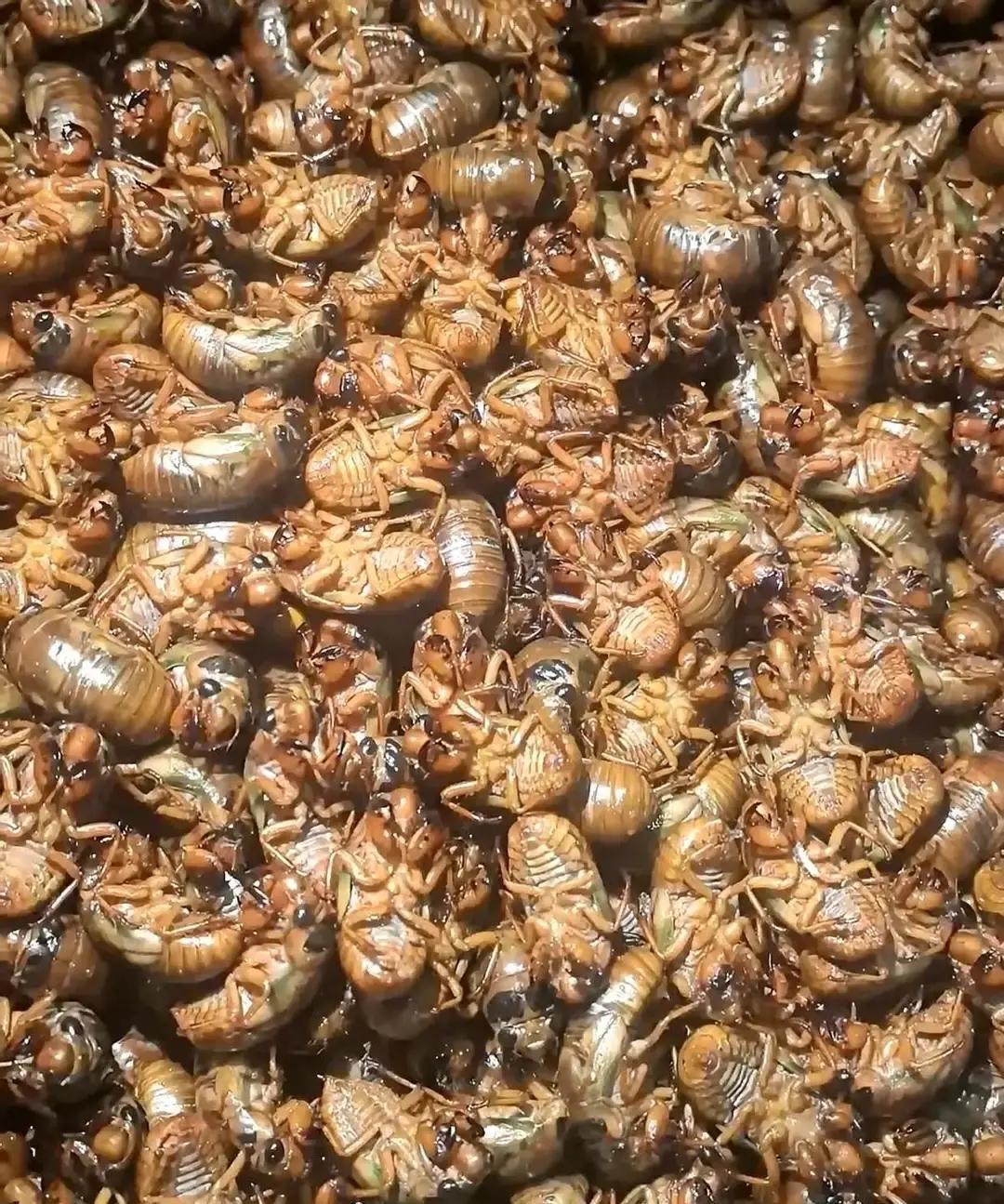 早上去莘县东街买金蝉，刚挑了180个准备扫码，摊主大爷突然把头凑了过来，半个身子