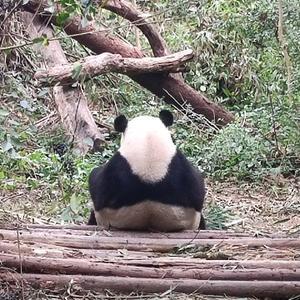 MrPanda熊猫先生