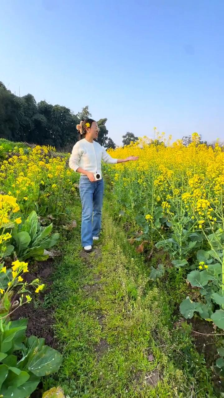 宜宾油菜花开了。
我家的油菜花开了。