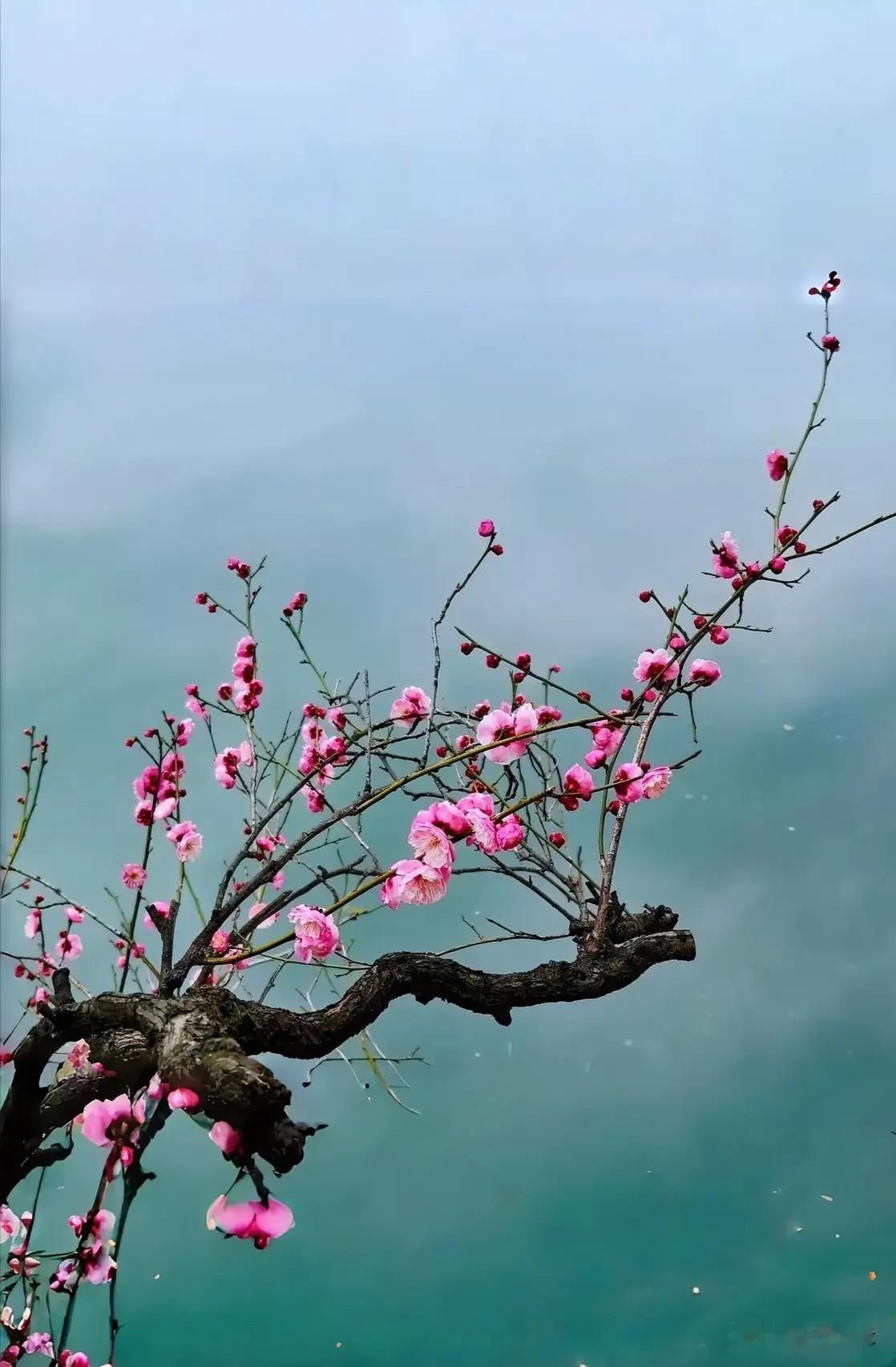 看到“二两梅香存酒里”这个上联，我瞬间来了兴致。此上联意境十足，二两梅香，仿佛让