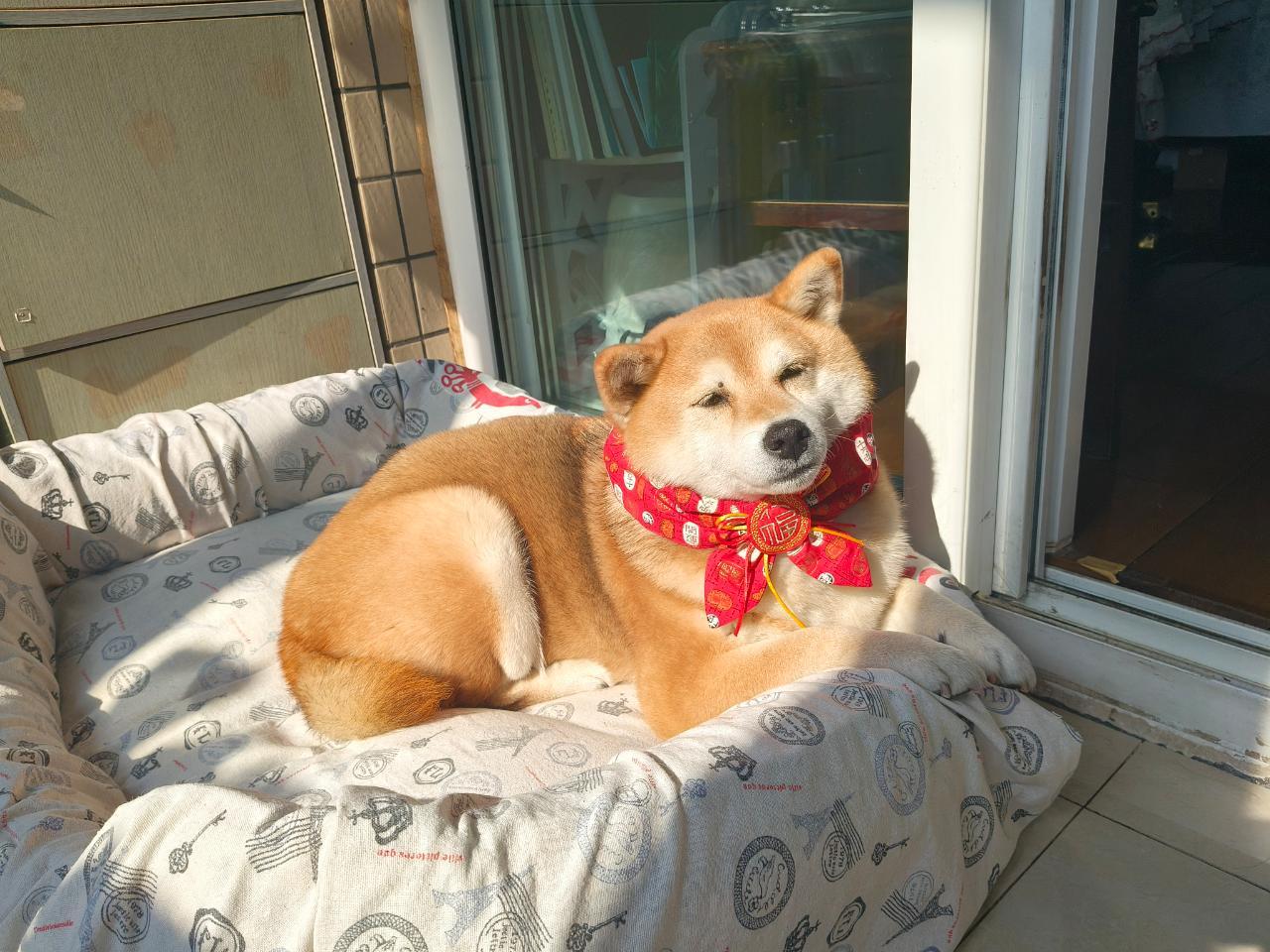 8588【列巴】垮着脸的枫糖大面包 ​​​