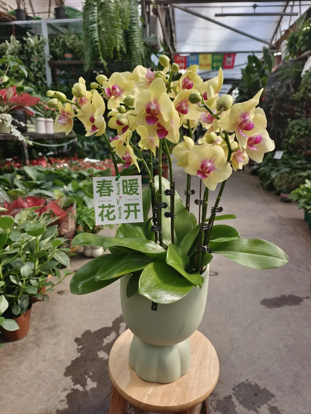 蝴蝶兰❤️盆栽❤️乌鲁木齐绿植