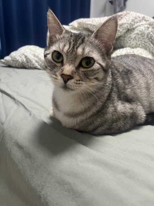 我宣布，这是我家最会玩的猫