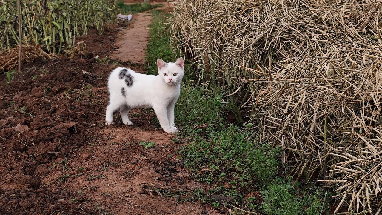晒图笔记大赛今天偶遇的小可爱喵喵，很漂亮和善！农村的风景照有吗，可以分享一下吗
