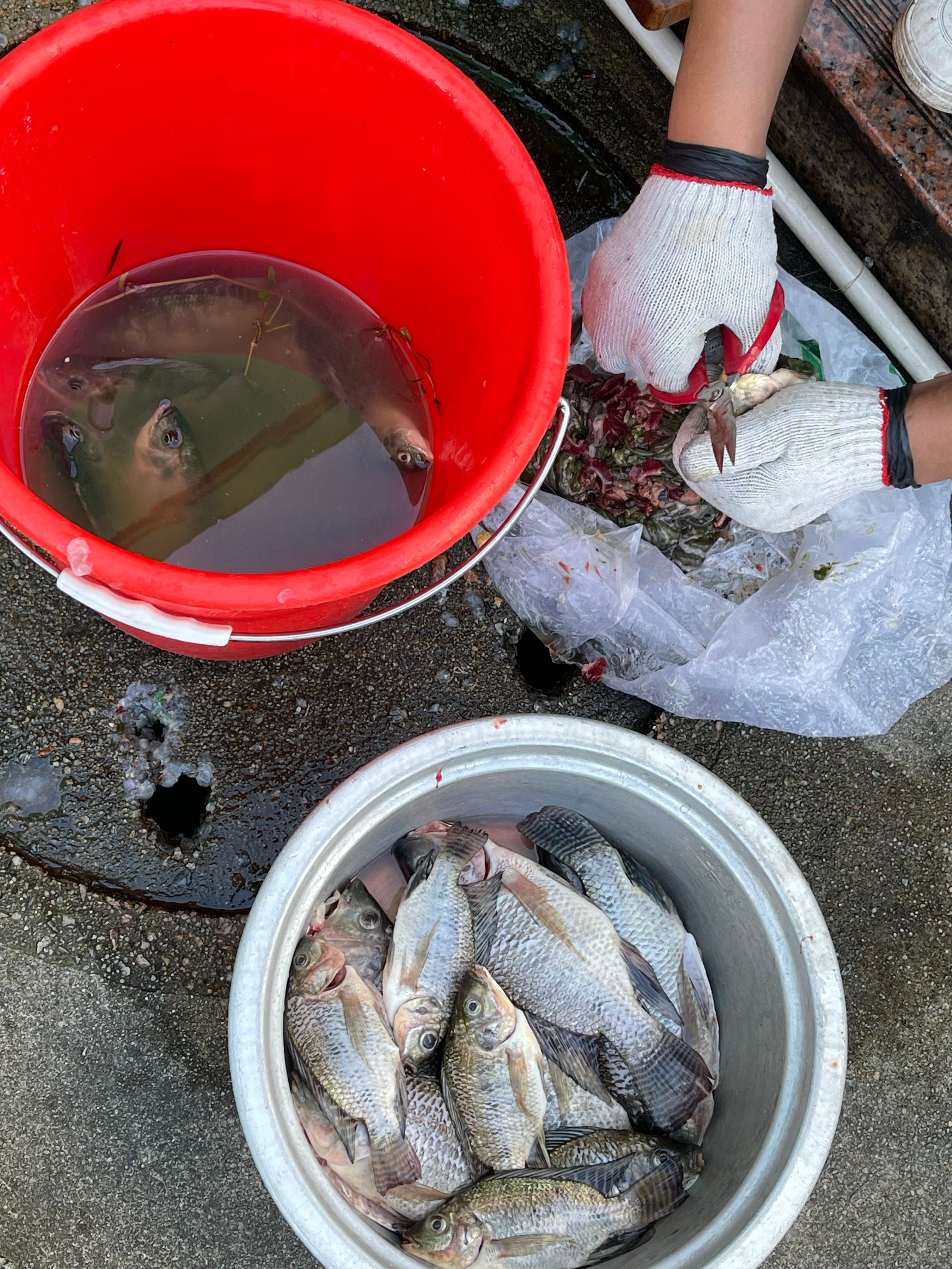 好久没下厨了，油炸罗非鱼安排，罗非根本不需要钓，倒剩饭时，它们出来吃饭，拿抄网一