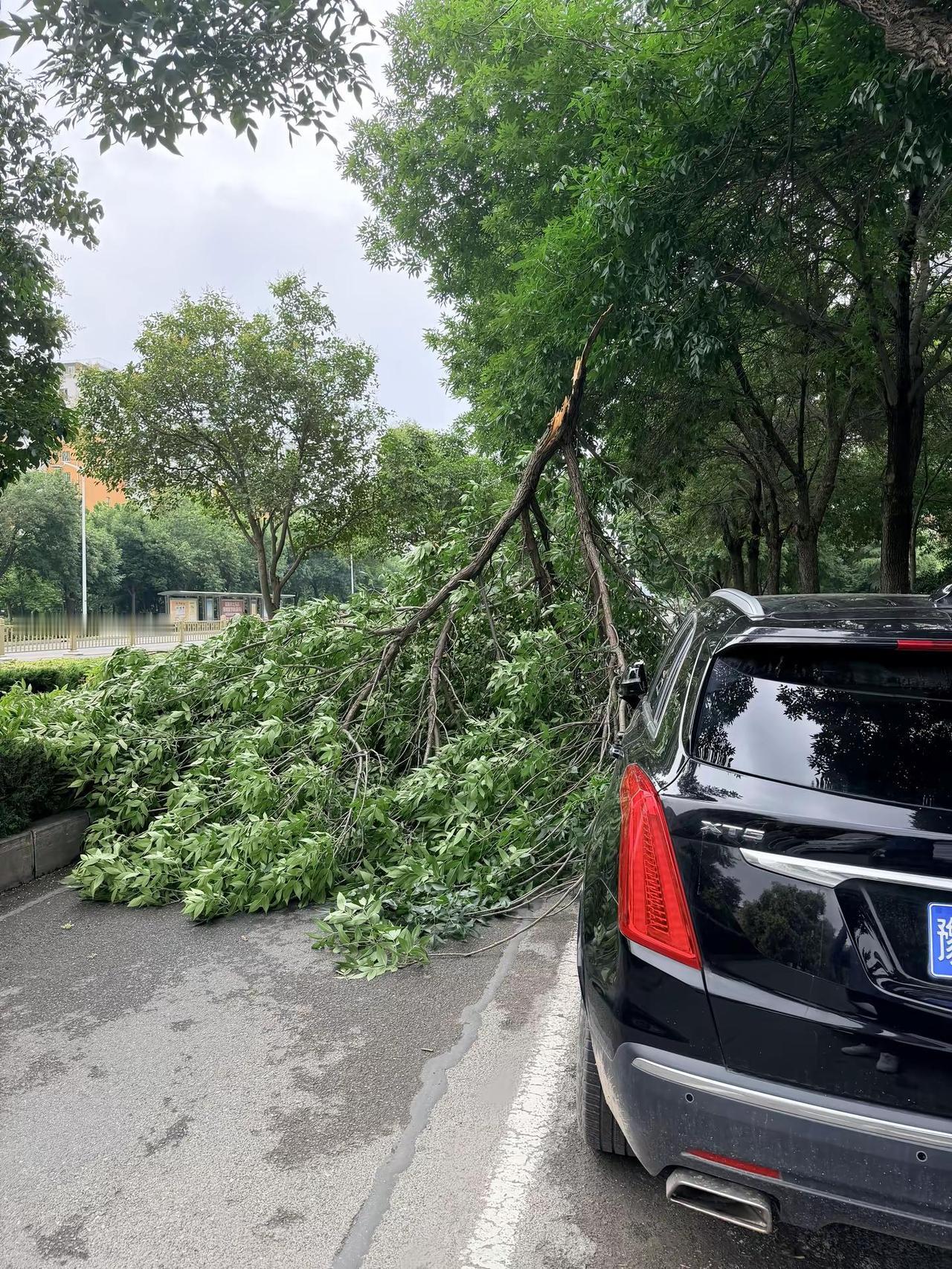 这该路政管还是保险？ 车辆被树砸中 大树被吹倒 车辆被树木砸中 大树被刮倒