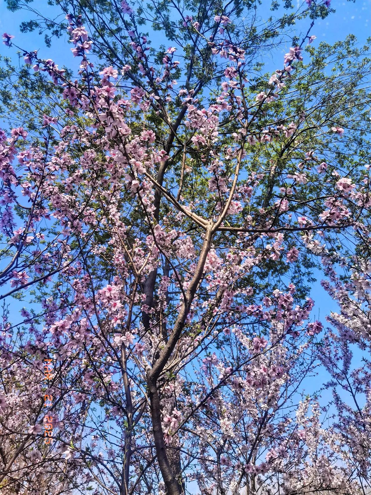 马上就是清明节了，家里最近的话题都跟这有关，丈夫家里几个兄弟姐妹在讨论集中哪一天