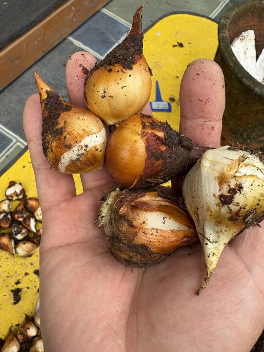 郁金香收球