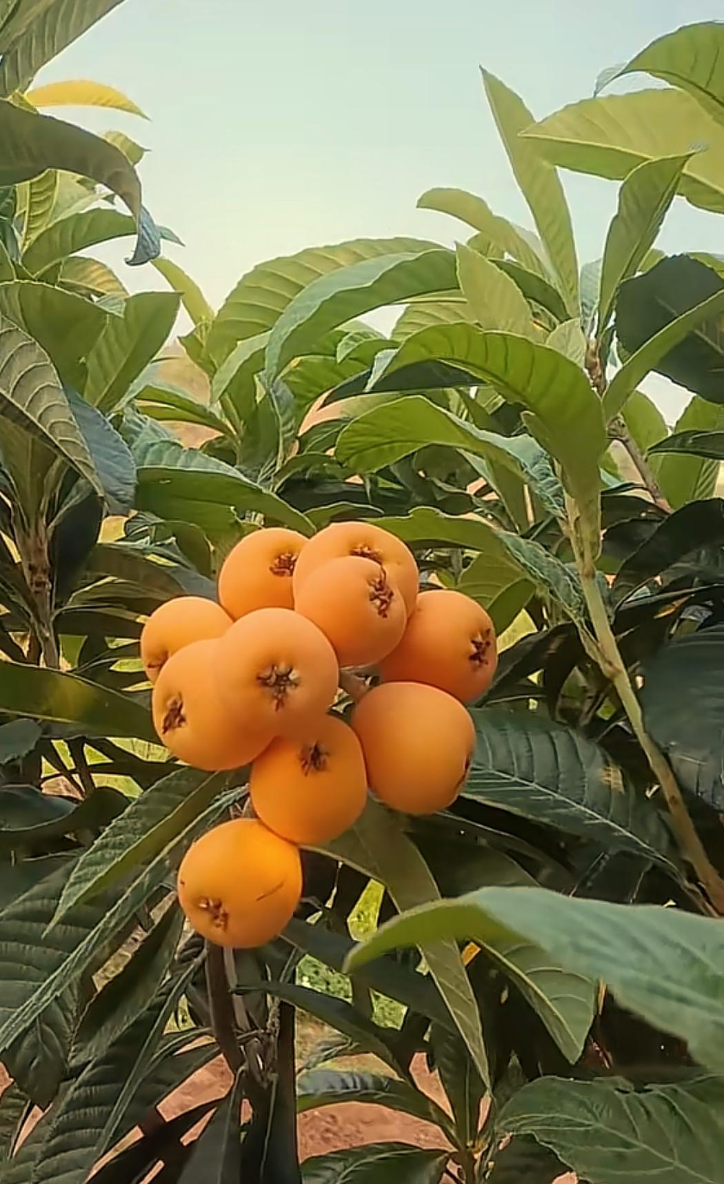 亏一头牛！
回来一只鼠！