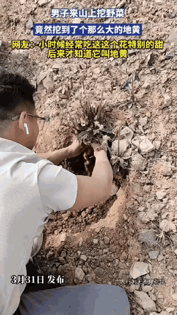 羡慕了！一男子上山挖野菜，挖着挖着，发现一根很粗的根茎，看着不像是普通野菜，好奇