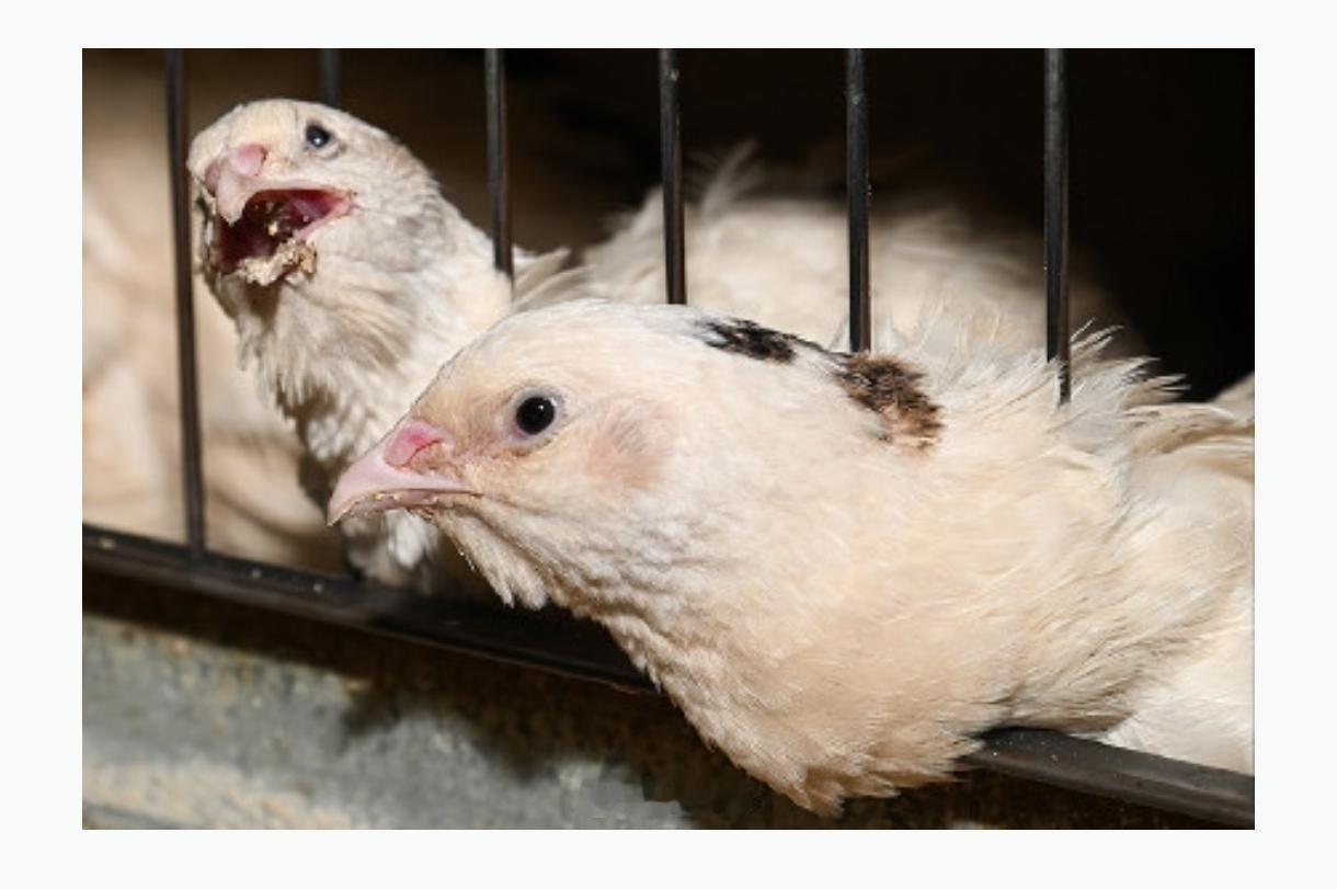 幸好中国大熊猫安全返回中国，再晚就不好办了 因为日本开始大规模禽流感。
    