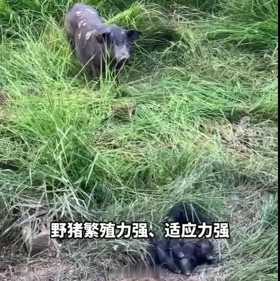 专家称野猪已是危害最大的野生动物 动物保护也是有规律的，某个物种突然增多，就会带