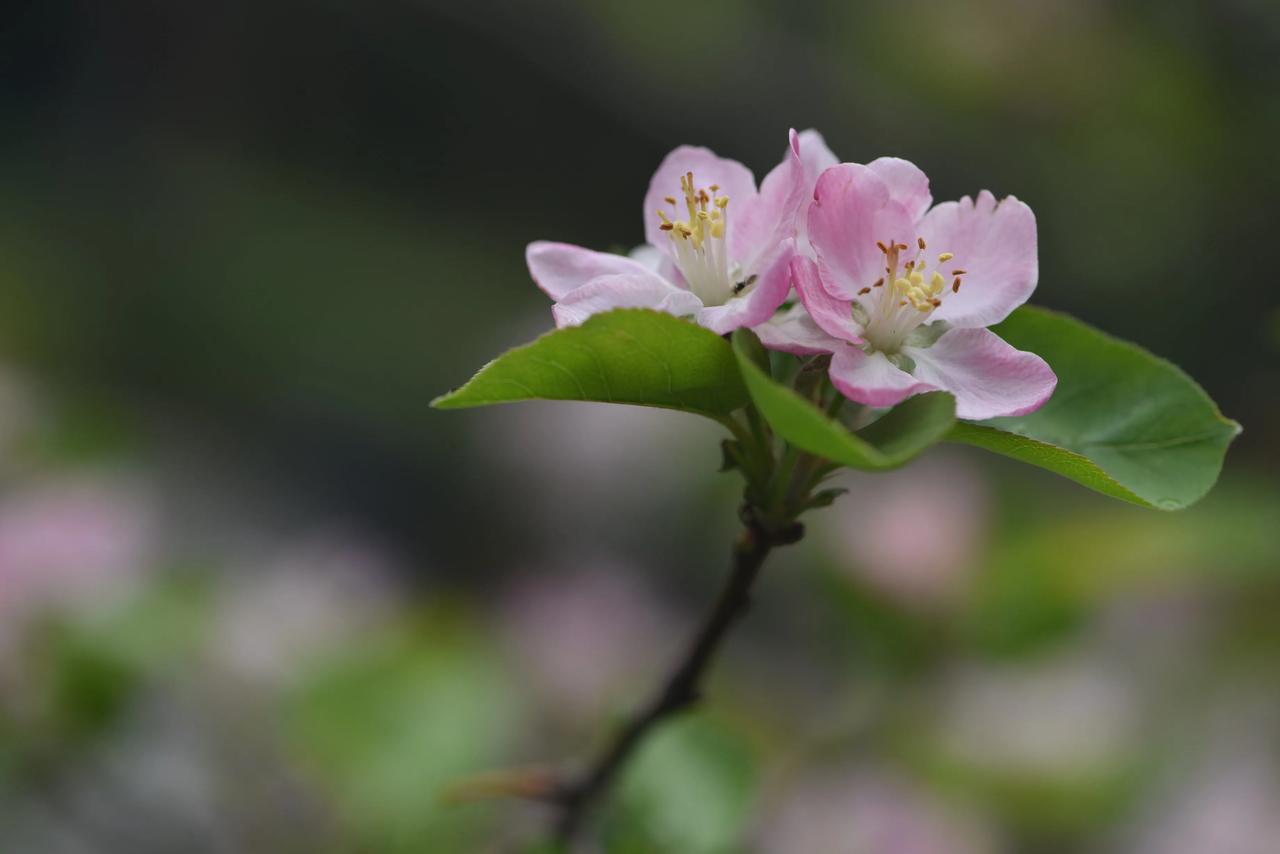 随拍海棠花的美