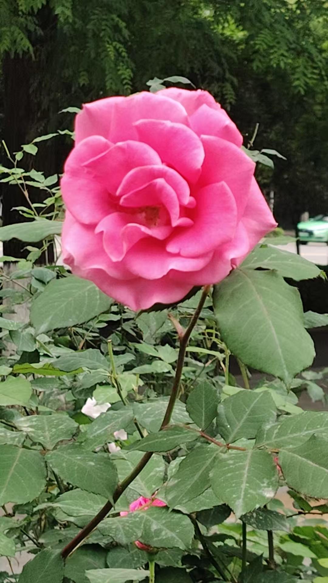 晒一晒相册里的花