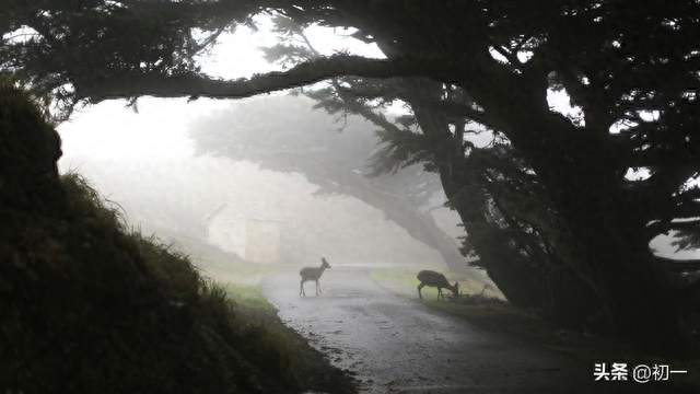 白鹿跪地流泪，老猎人竟当场跪下