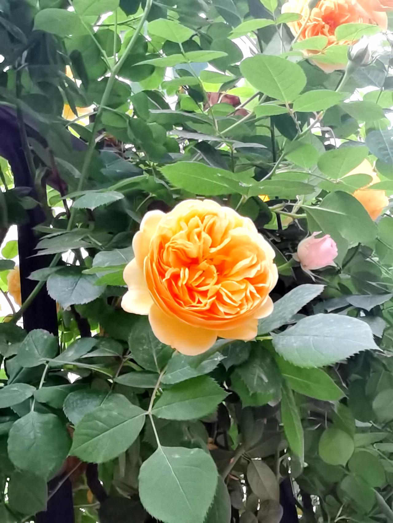 月季花的典故晒图笔记大赛橘红色月季花 粉红色的月季 月季语录 月季鉴别 植物月季