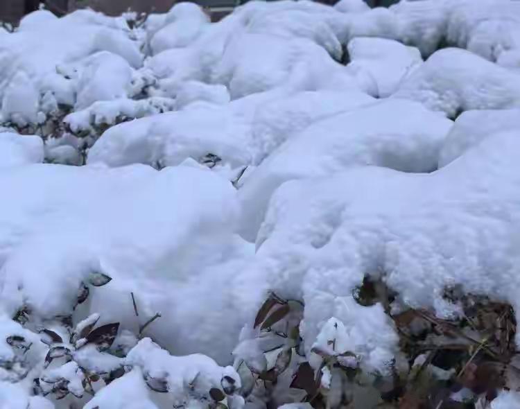 烟台暴雪下冒烟了烟台暴雪里的“冒烟”雪幕，是自然的壮景，更见清雪队凌晨奋战的身影