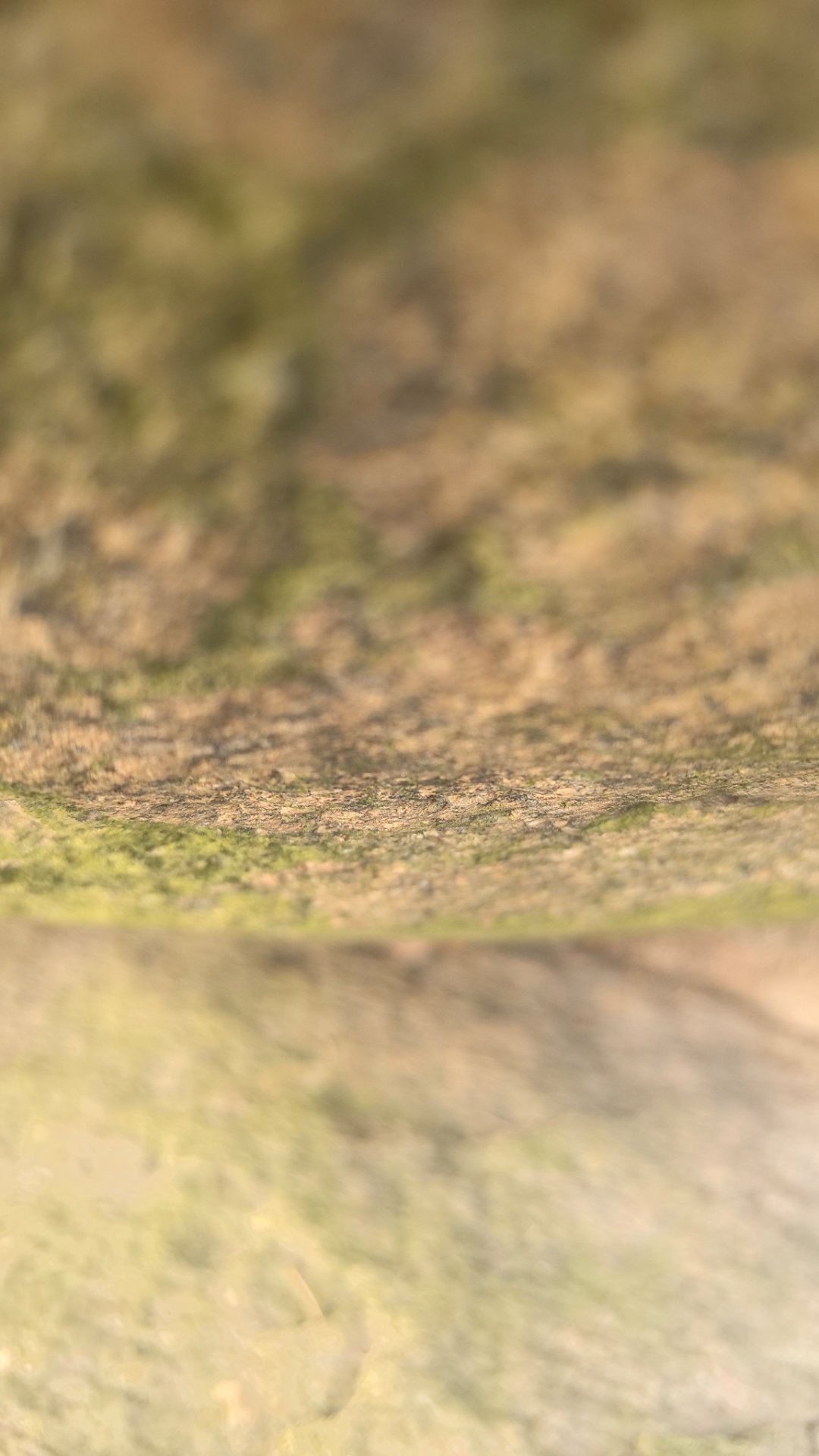 物生长此时，皆清洁而明净，故谓之清明！风景依旧在，只是故人殊。随风记思念，万事皆