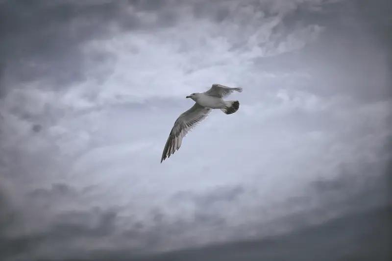 “人生如逆旅，我亦是行人。”——李白
“风雨之后，见彩虹。”——古语
风雨不会如