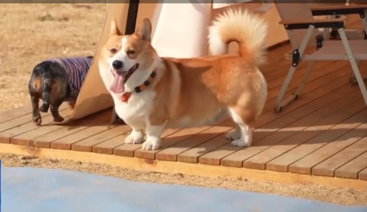 金秋时节，一场非遗文化市集在古城热闹开市。剪纸艺人指尖翻飞，皮影戏幕布光影灵动，