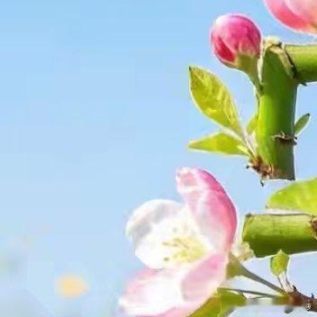 春天把温柔都揉进了花里，拼成了我想对你说的悄悄话。阳光信用 每日一善