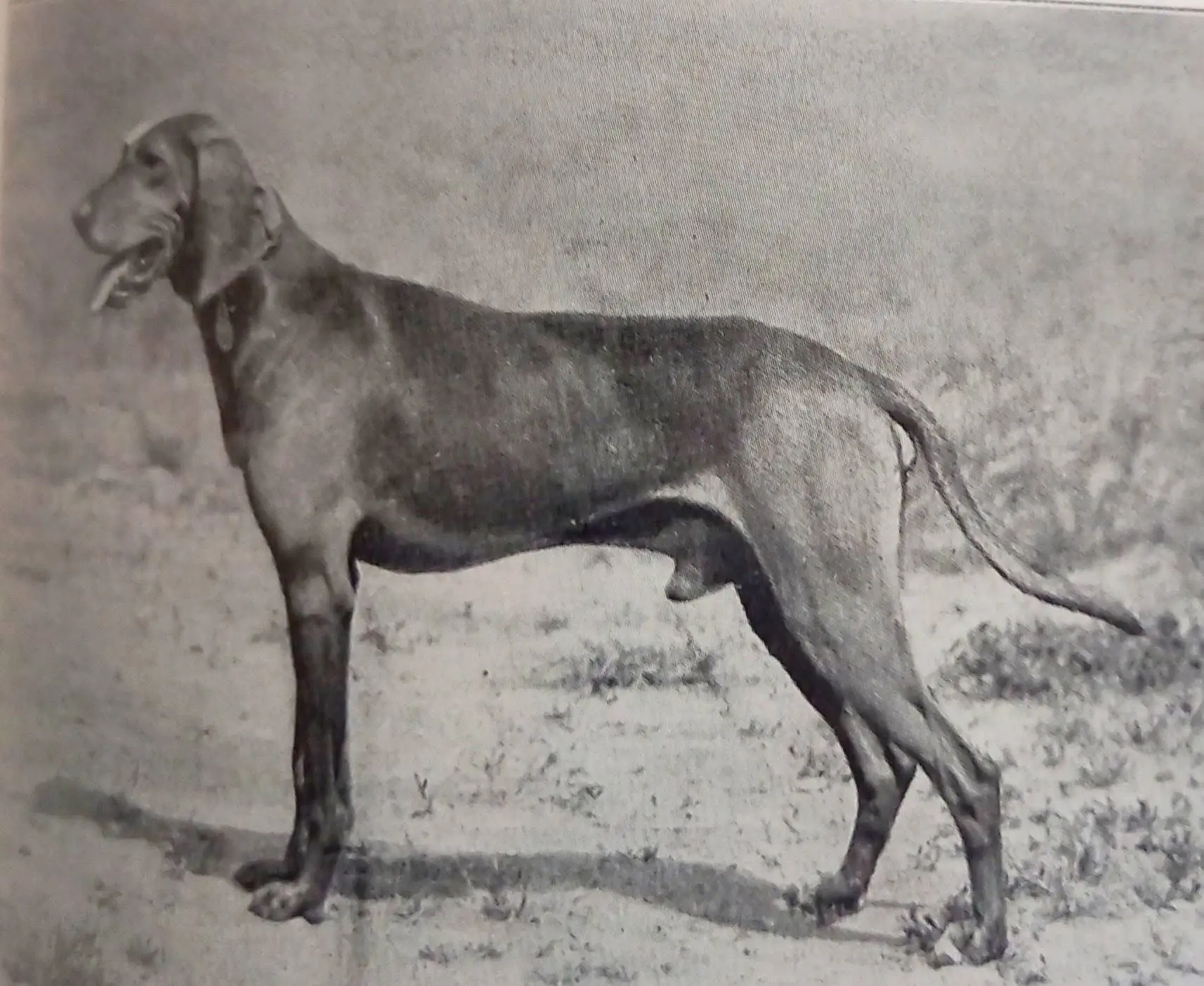 1934年意大利猎犬Il segugio italiano   Da ...