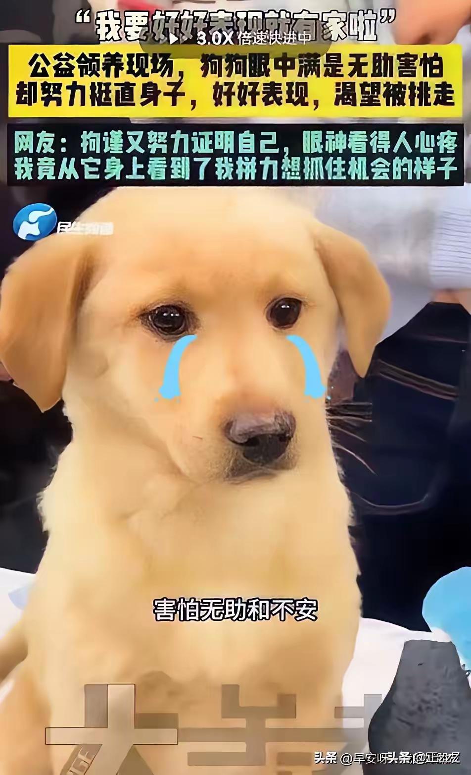 铁柱这个名字，是网友起的。它本是一只没人知道在街上流浪了多久的小土狗，被人发现的