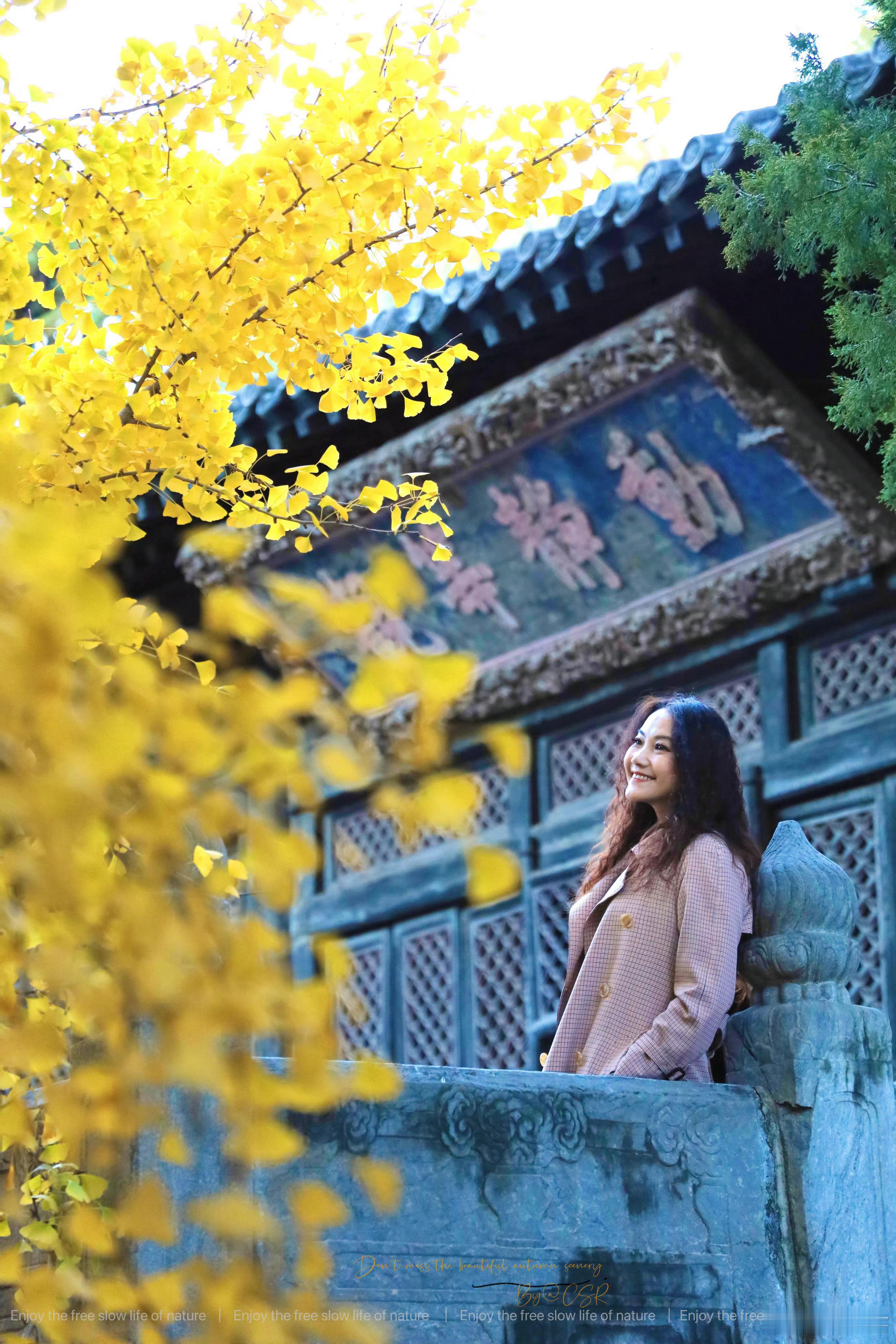 北京之秋，大觉寺银杏。霜降已过，北京的秋天才拉开帷幕。大觉寺的那两棵高大银杏树，