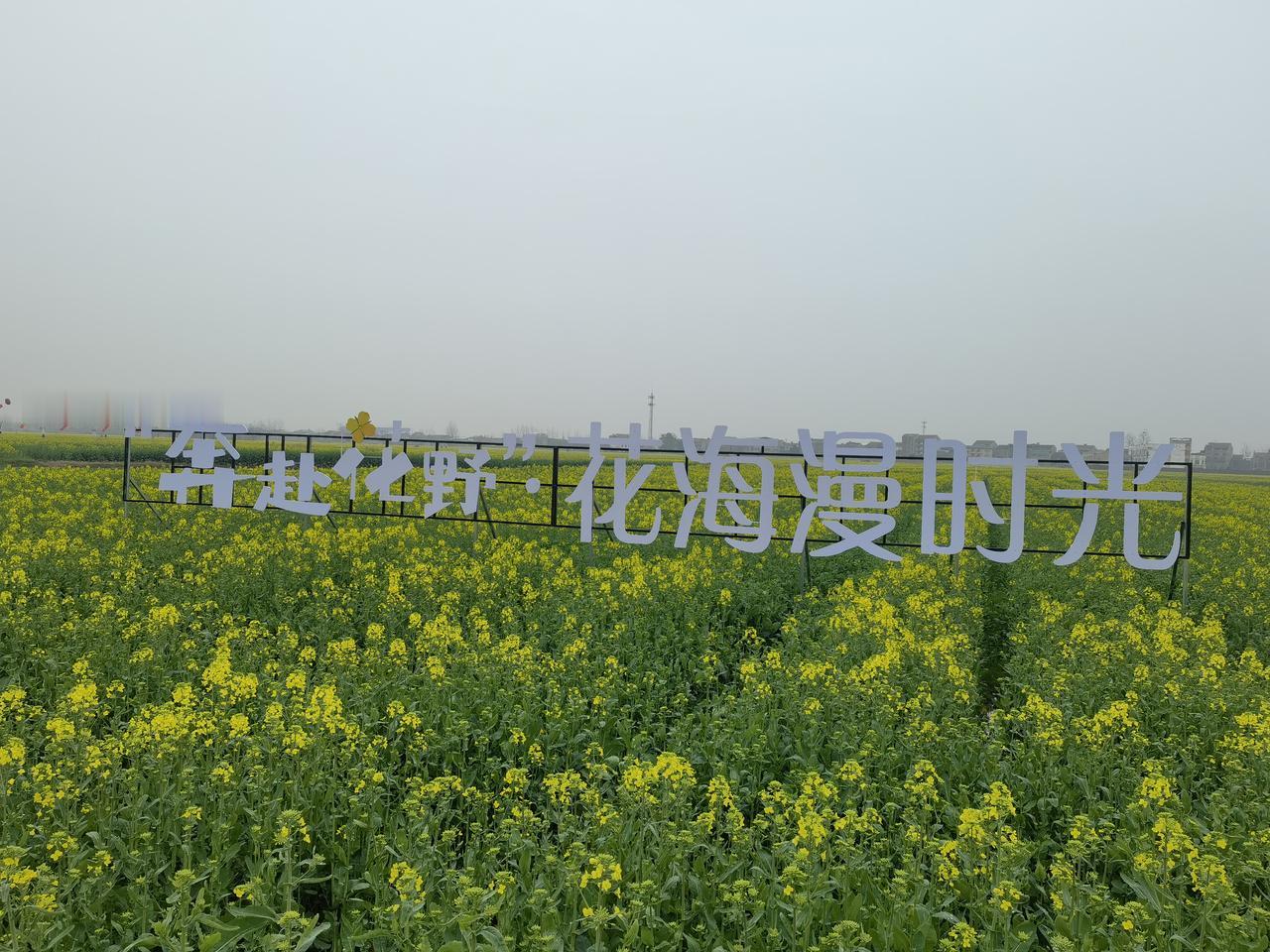 湖北最美油菜花海在哪儿? 要说湖北最美油菜花海，汉川西江必须拥有姓名！江集村28