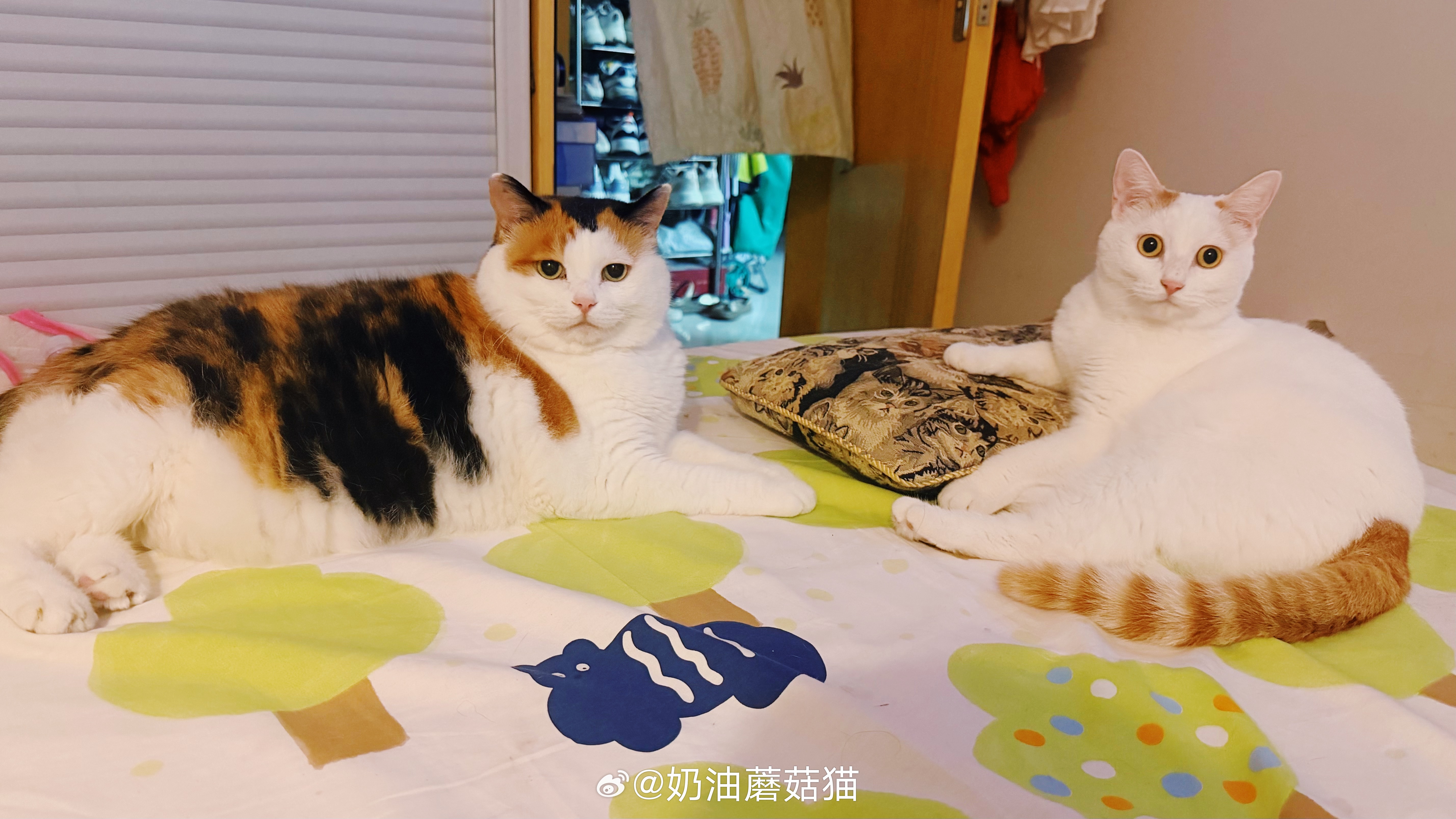 用力过猛只会显得更……～       —-为了和花姐合影不那么拉垮的张丑水我爱三