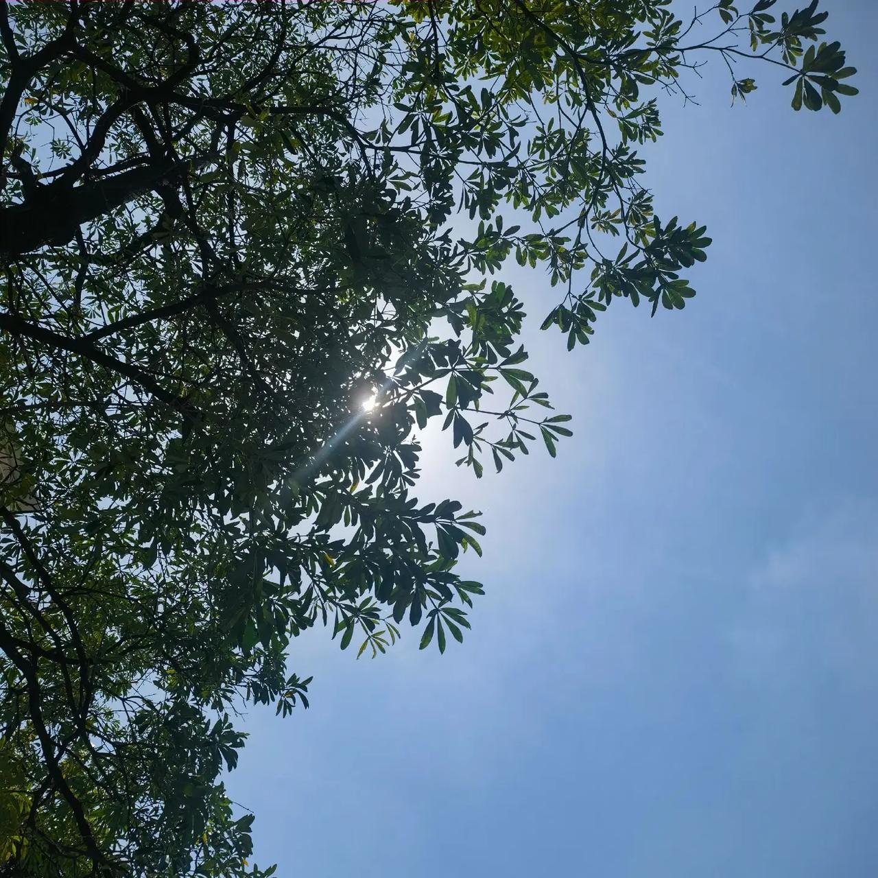 高温预警